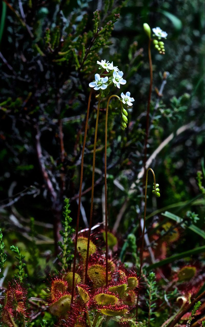 RoundLeavedSundew1207165