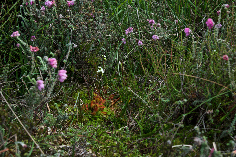 RoundLeavedSundew1207166