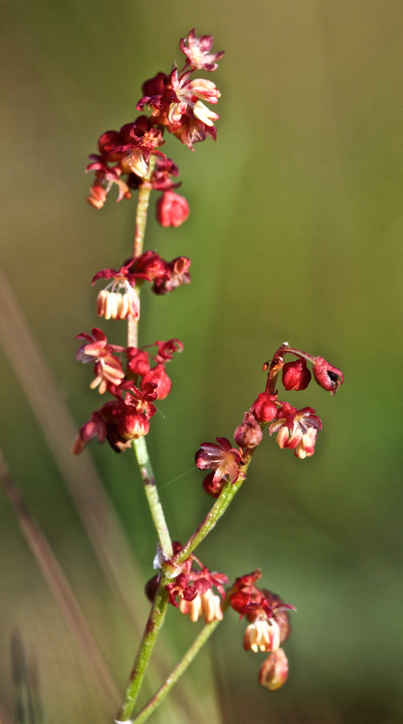 rumex0607161