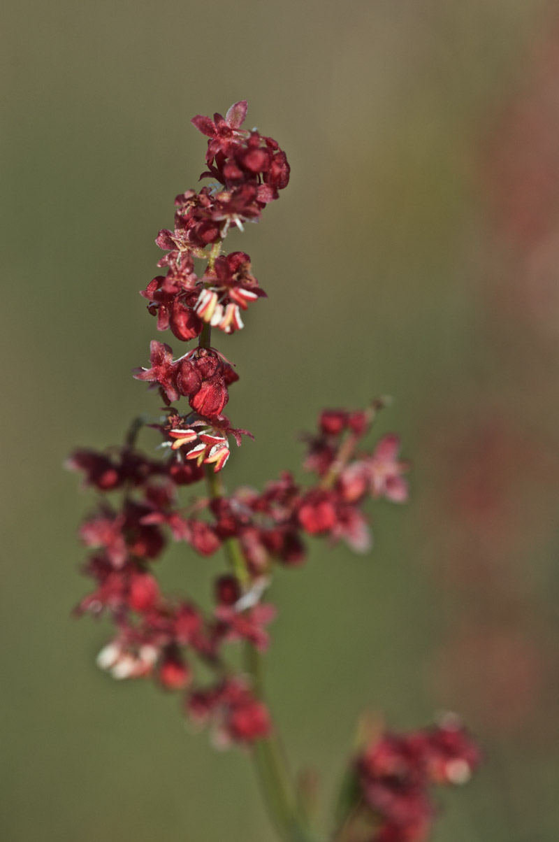 rumex0607162