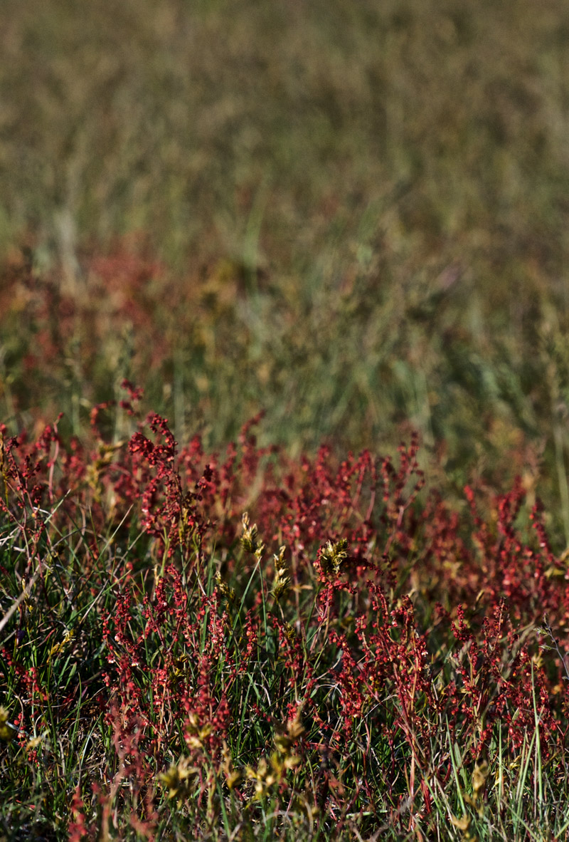 rumex0607163