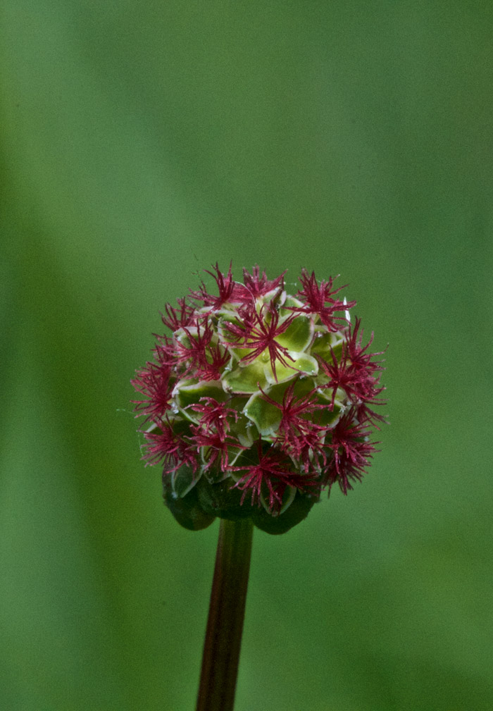 SaladBurnet1605165