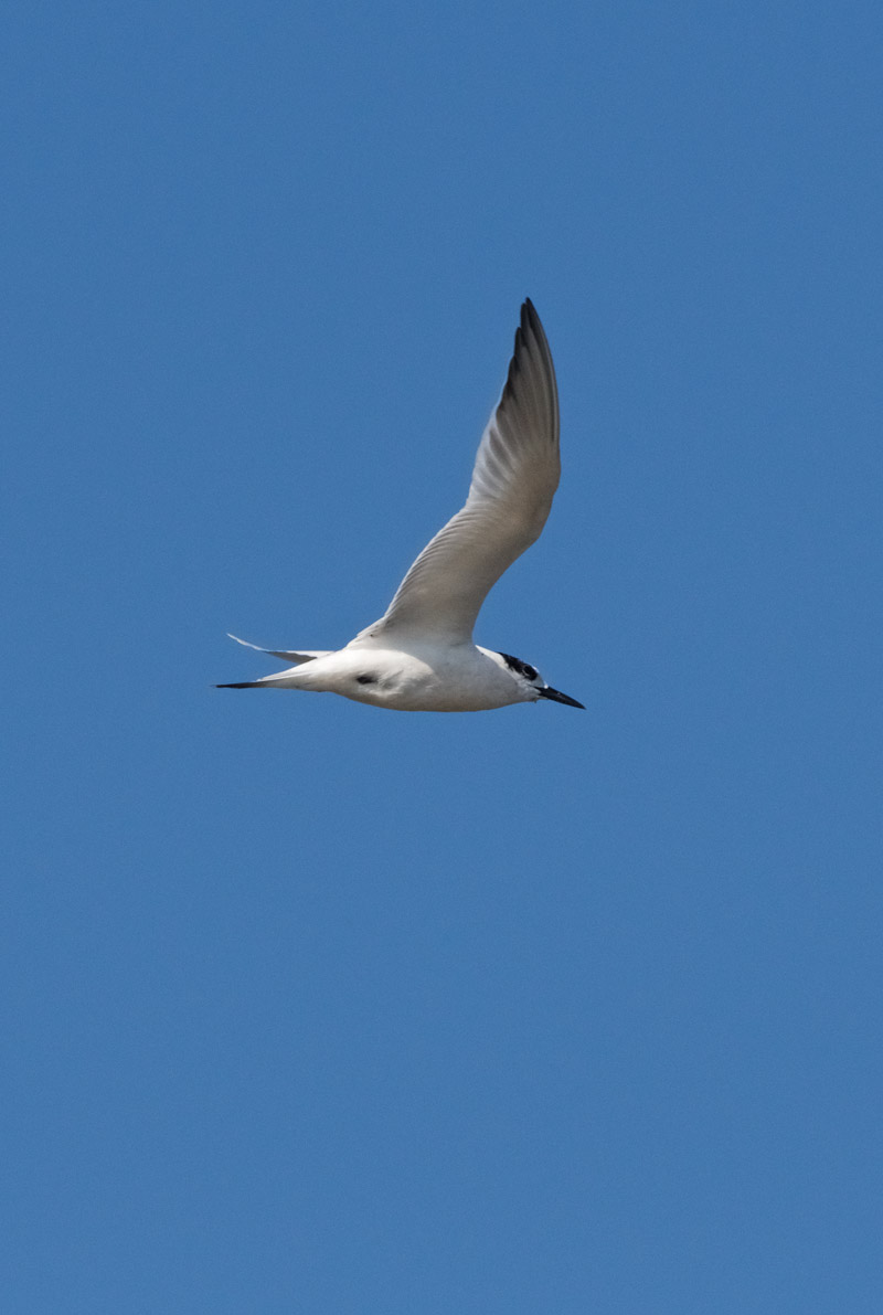 SandwichTern2408161