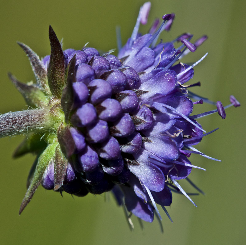 Scabious1208161