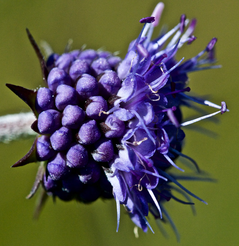 Scabious1208162