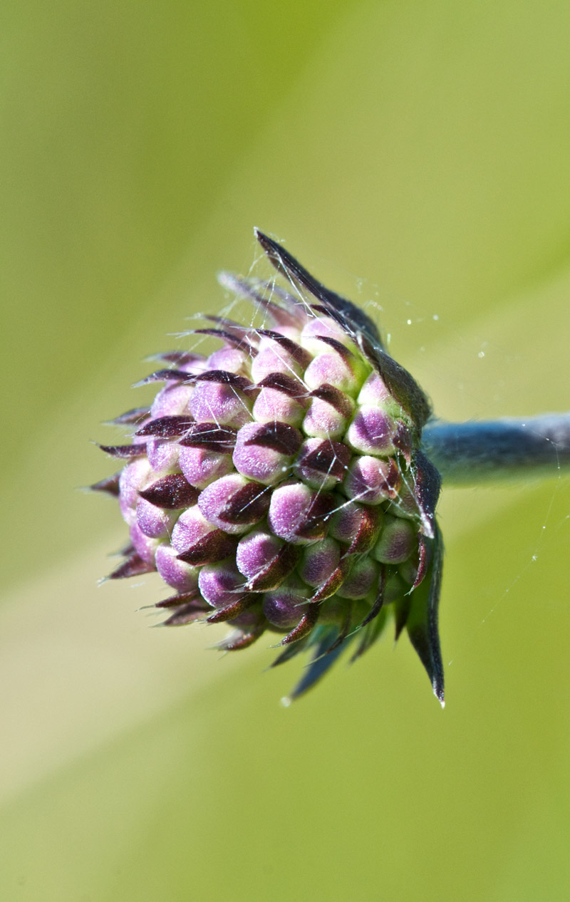 Scabious1208163