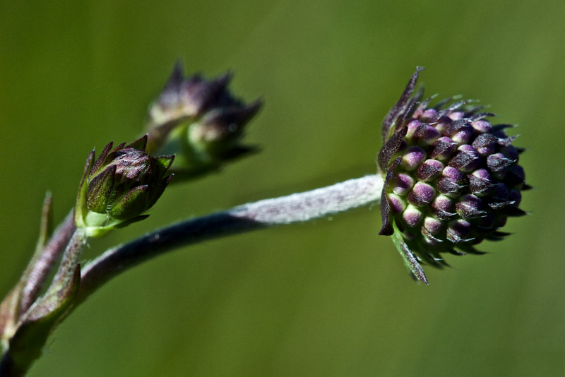 Scabious1208164