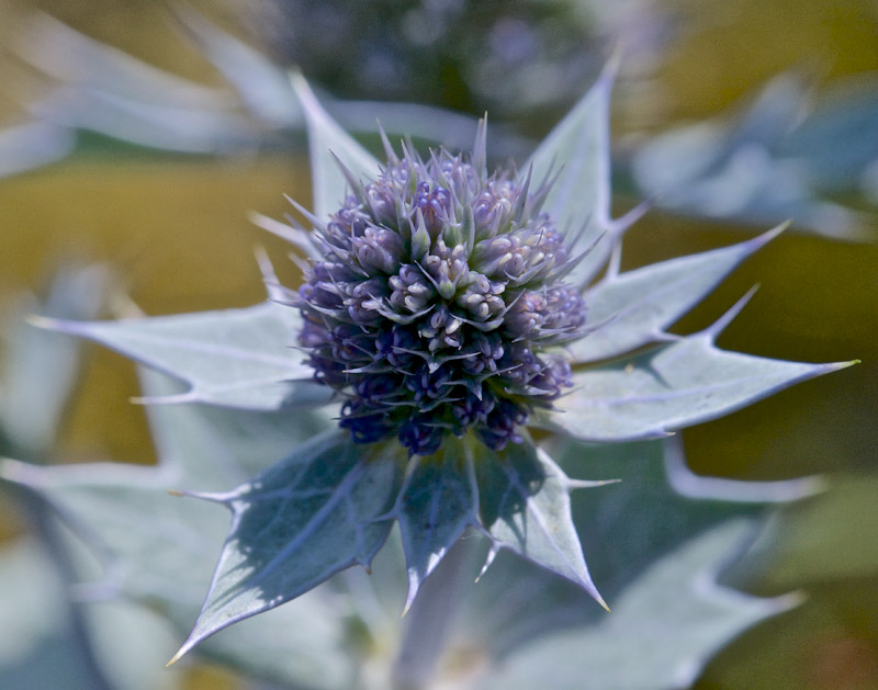 SeaHolly0408161