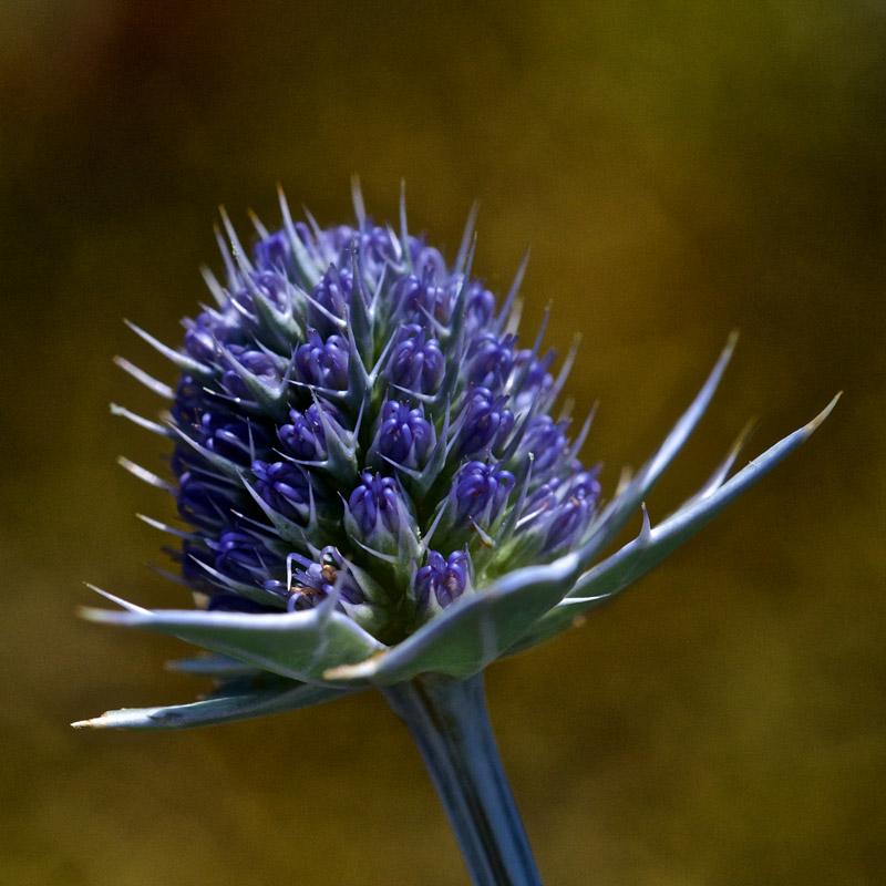 SeaHolly0408162