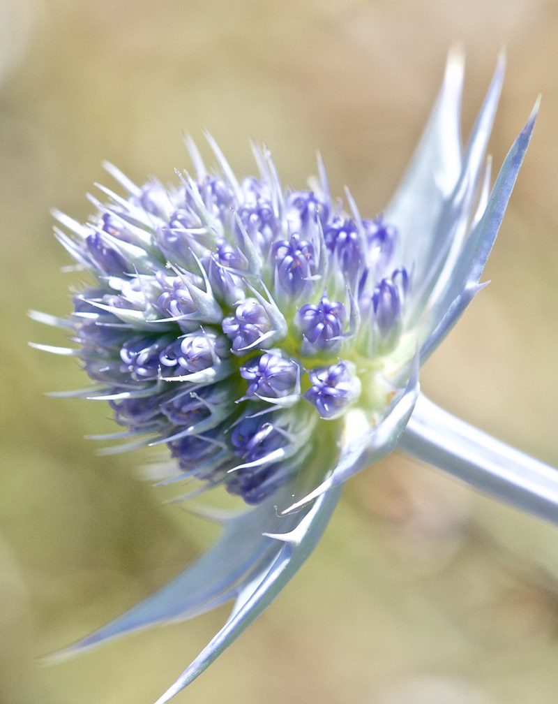 SeaHolly0408163