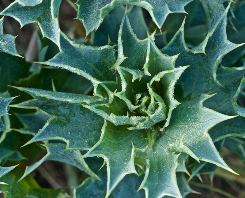 seaholly0706161