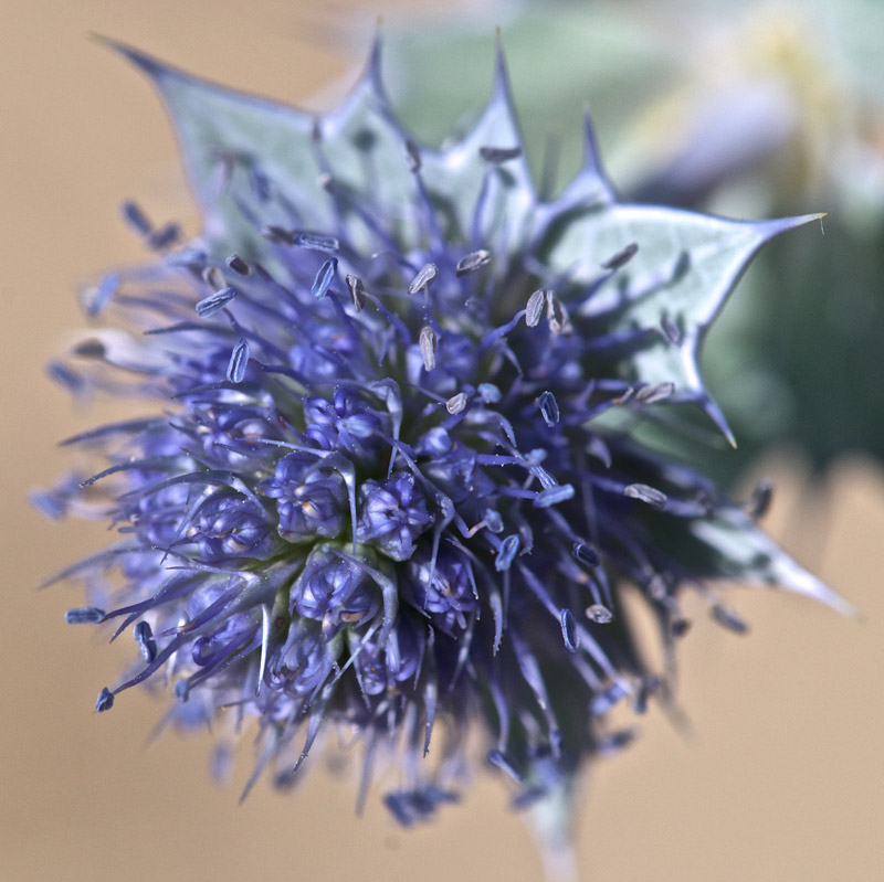 SeaHolly1808161