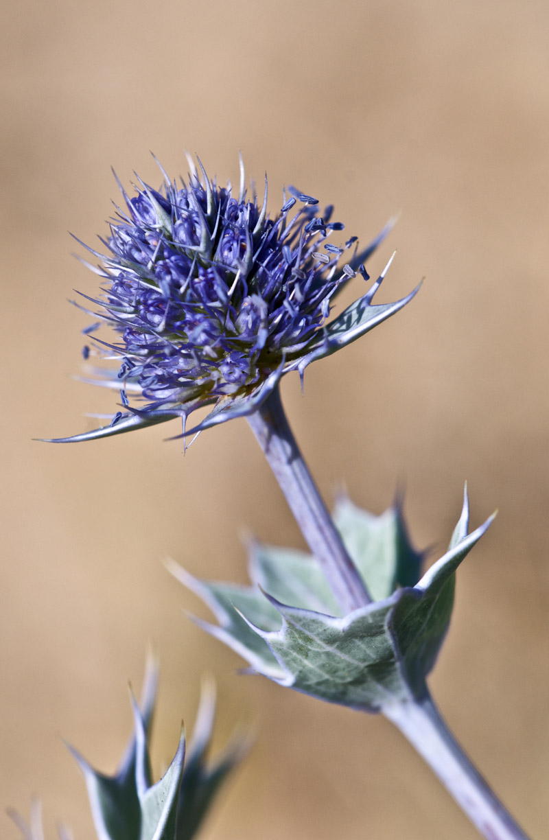 SeaHolly1808162