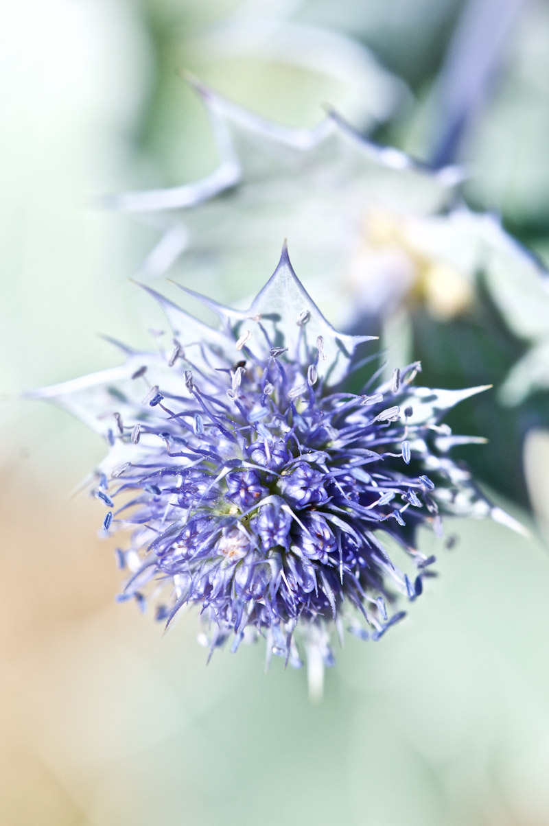 Seaholly1808163