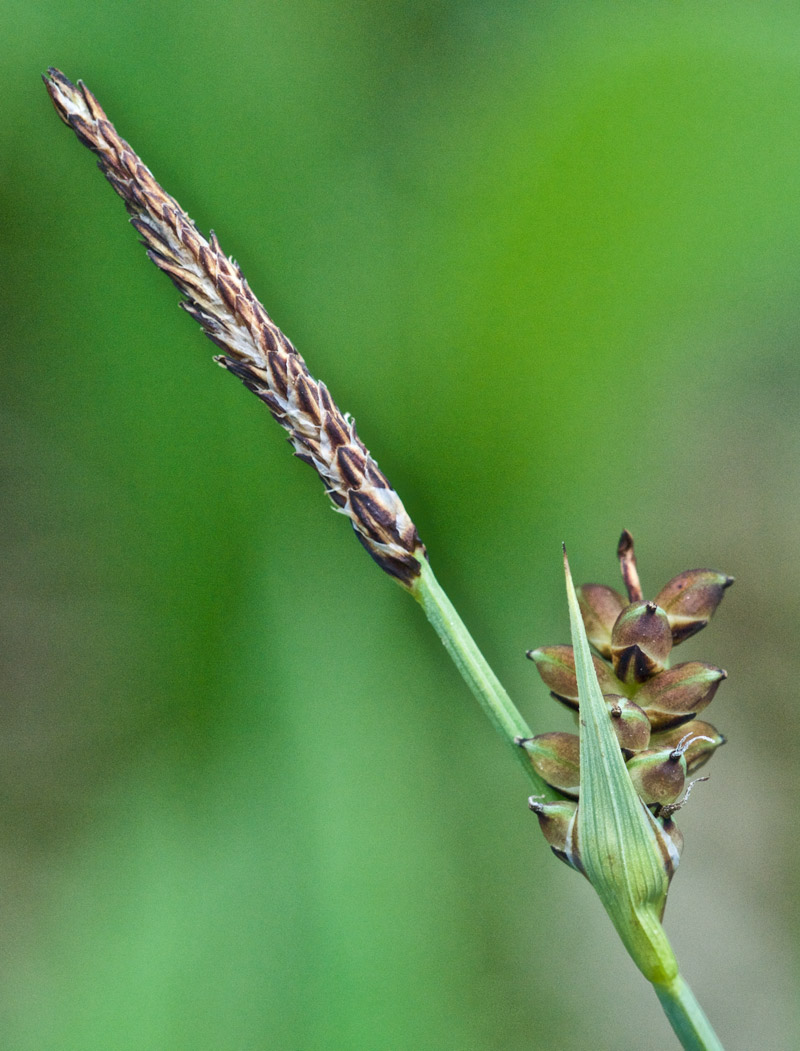 sedge0506161