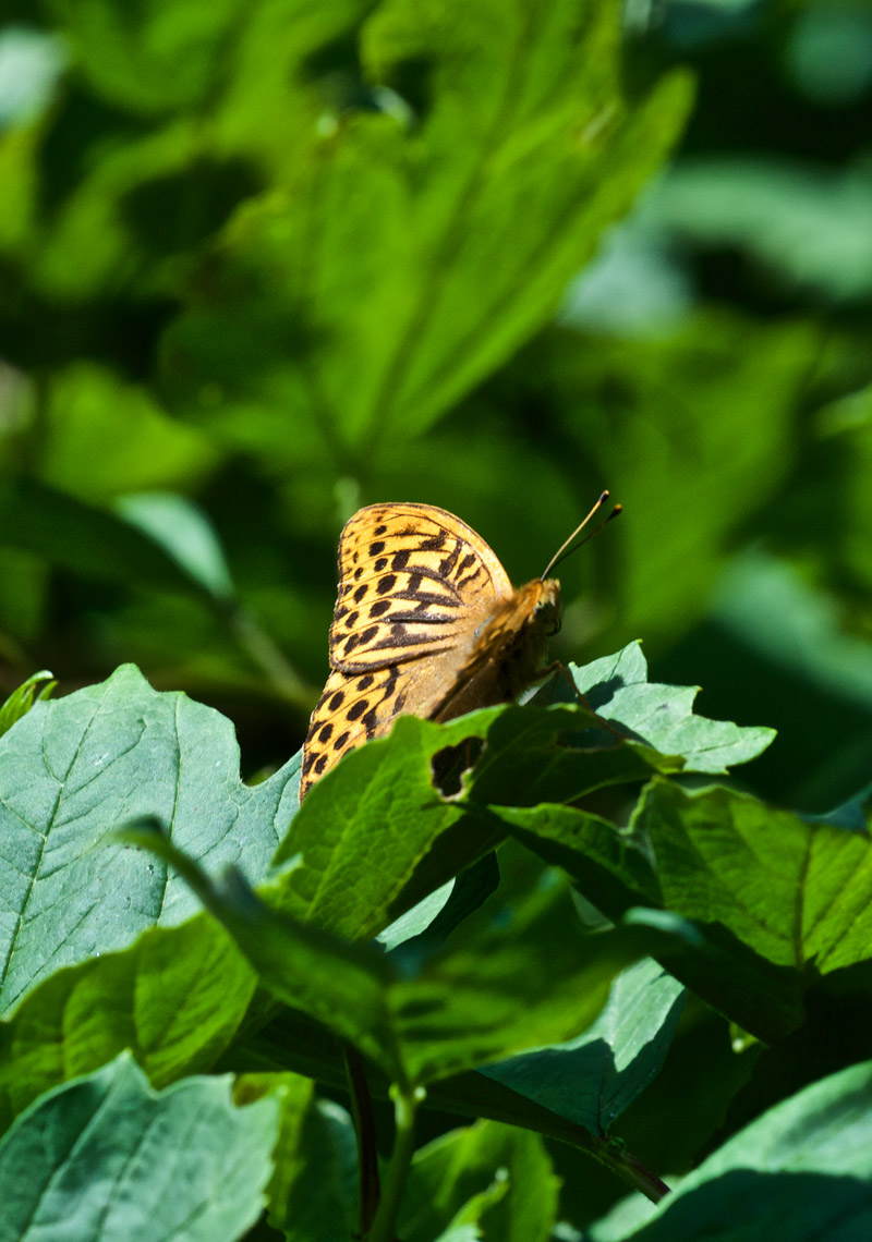 SilverWashedFritillary2407161