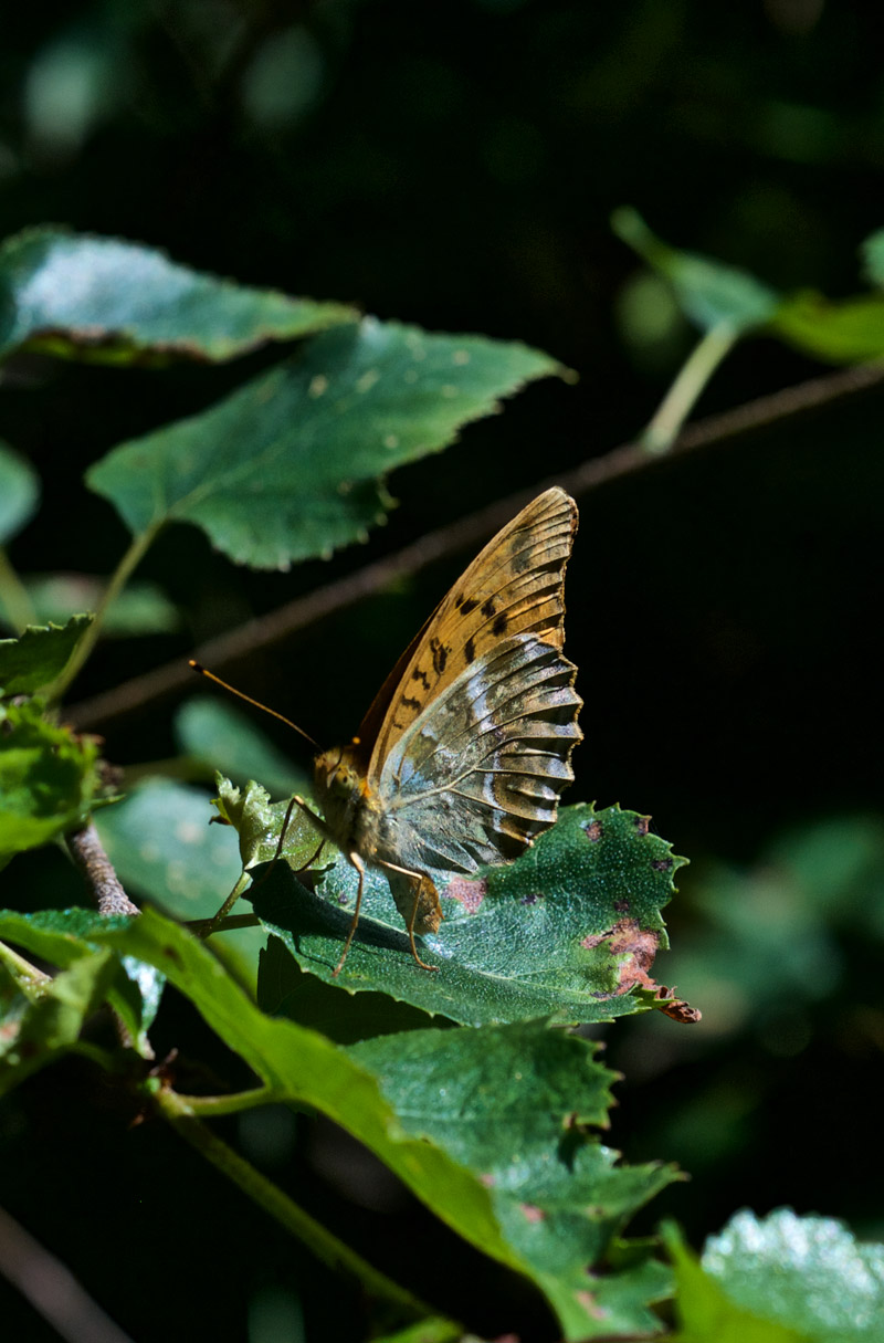 SilverWashedFritillary2407162