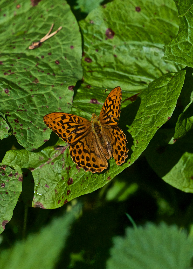 SilverWashedFritillary3107161