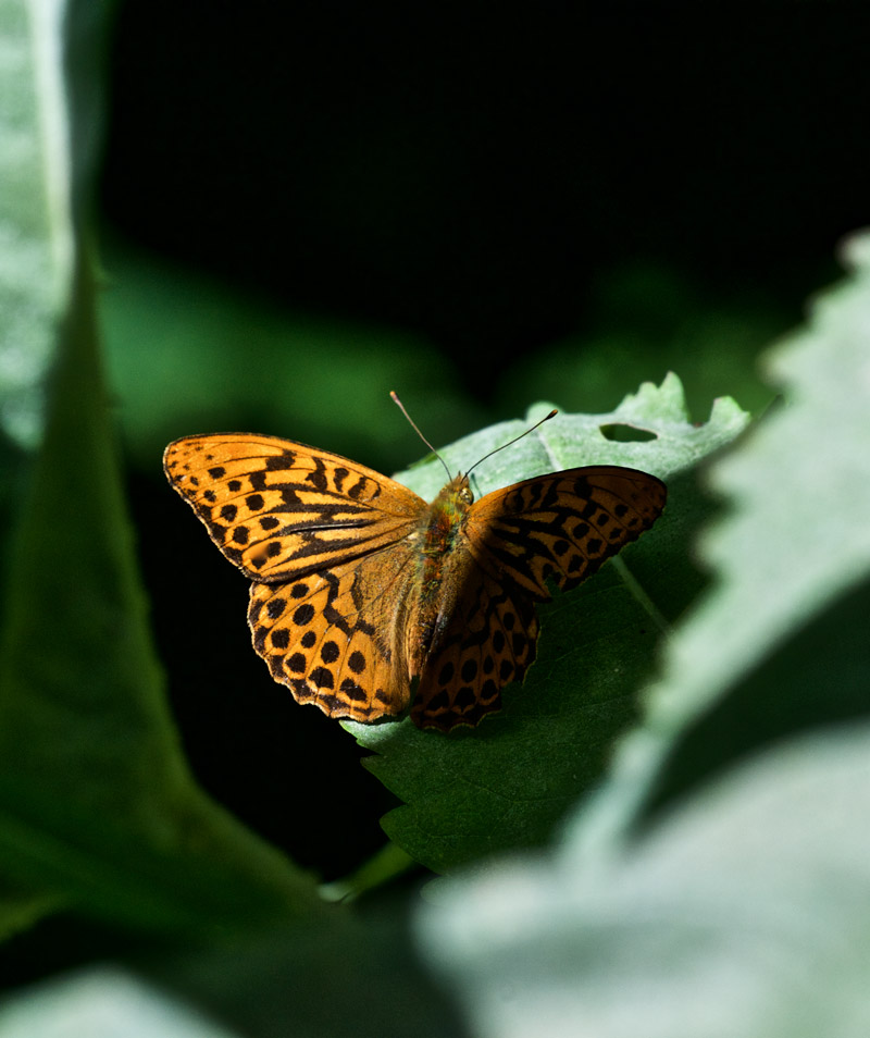 SIlverWashedFritillary3107162