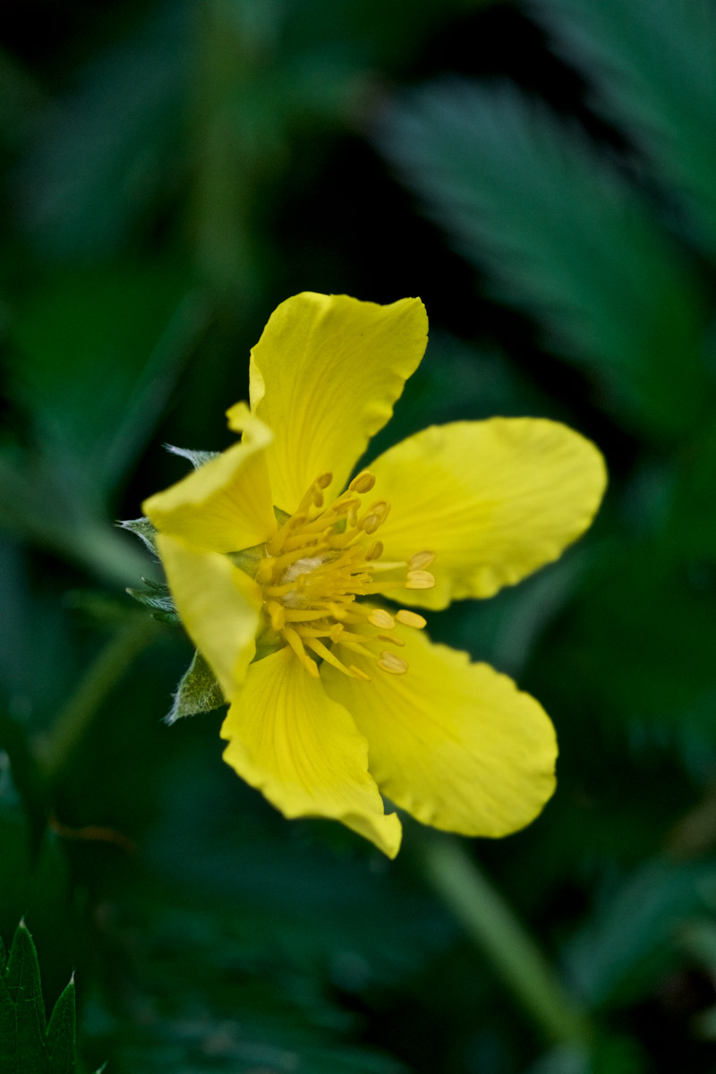 Silverweed2408161