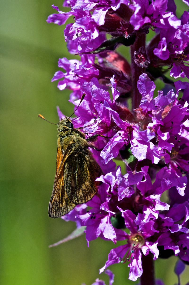 Skipper1907161