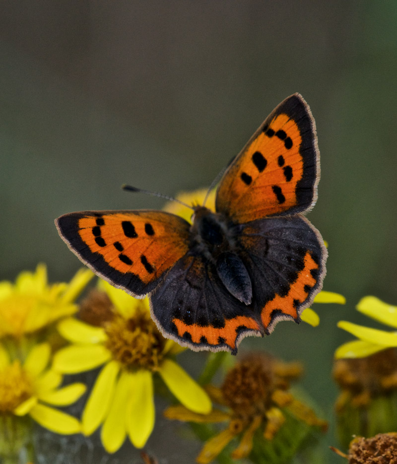 SmallCopper0208161