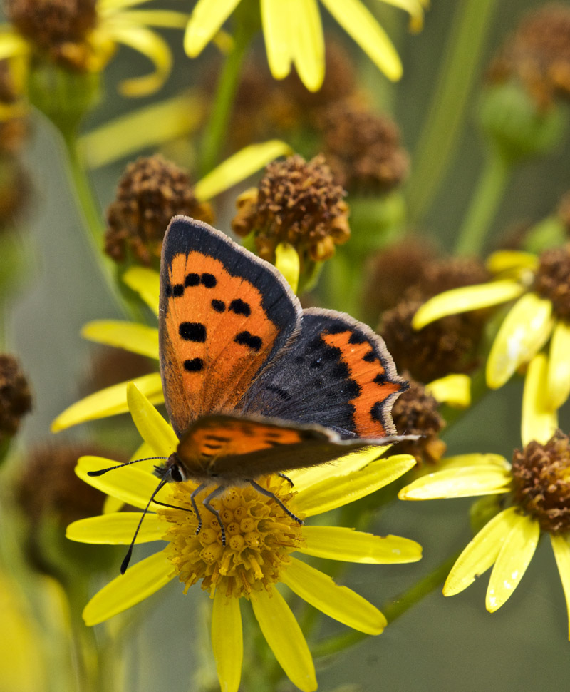 SmallCopper0208162