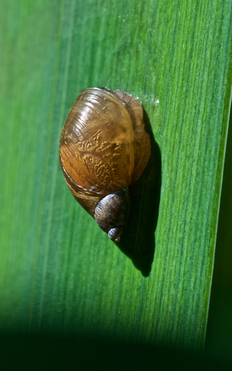 snail0406161