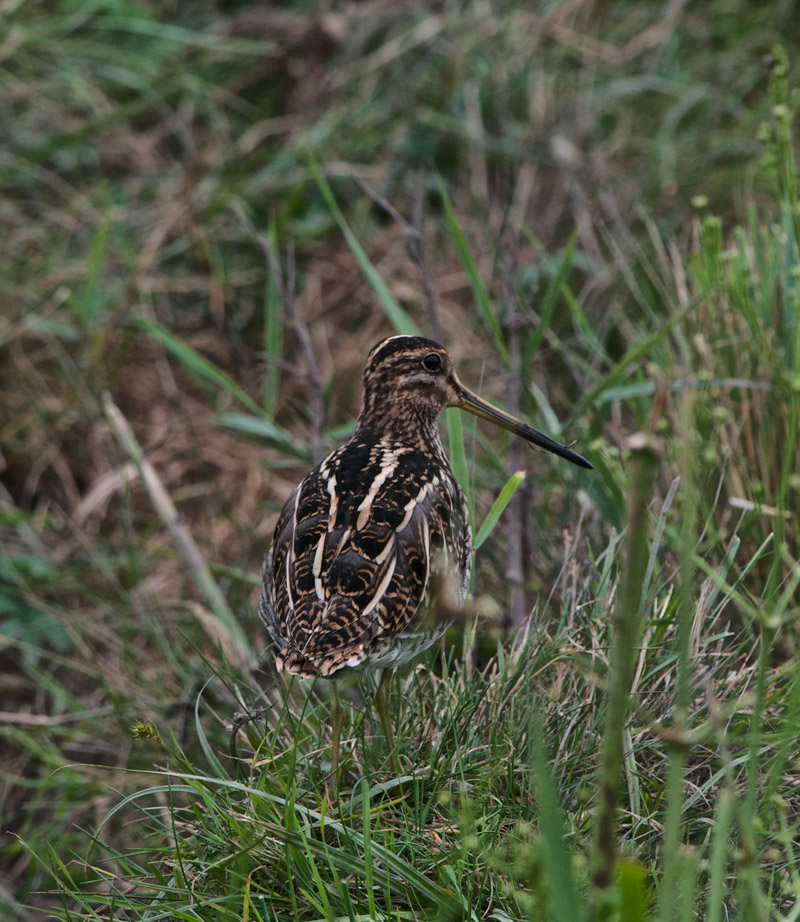 Snipe1408161