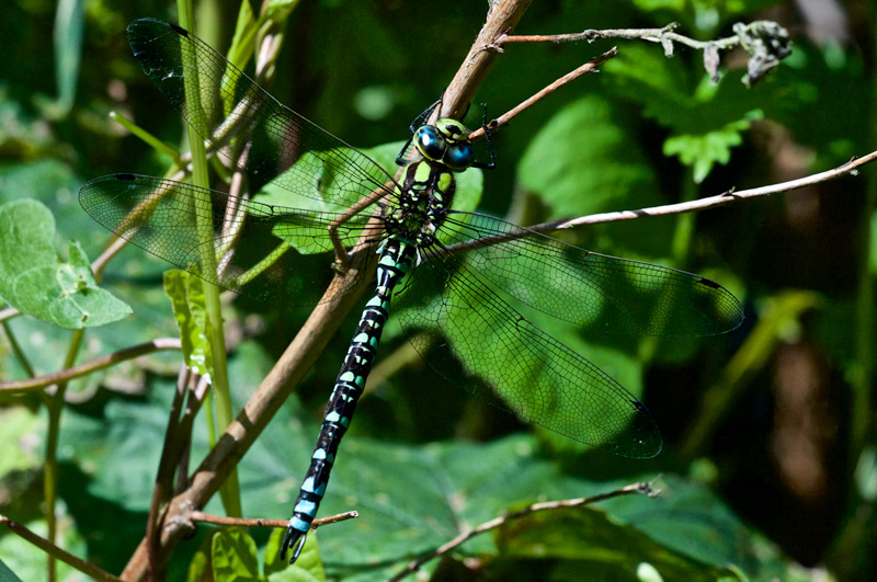 SouthernHawker1407161