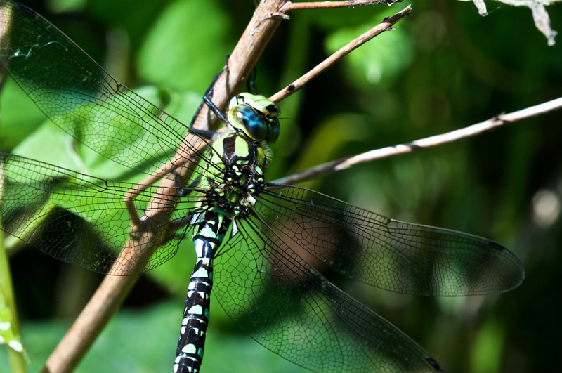 SouthernHawker1407162