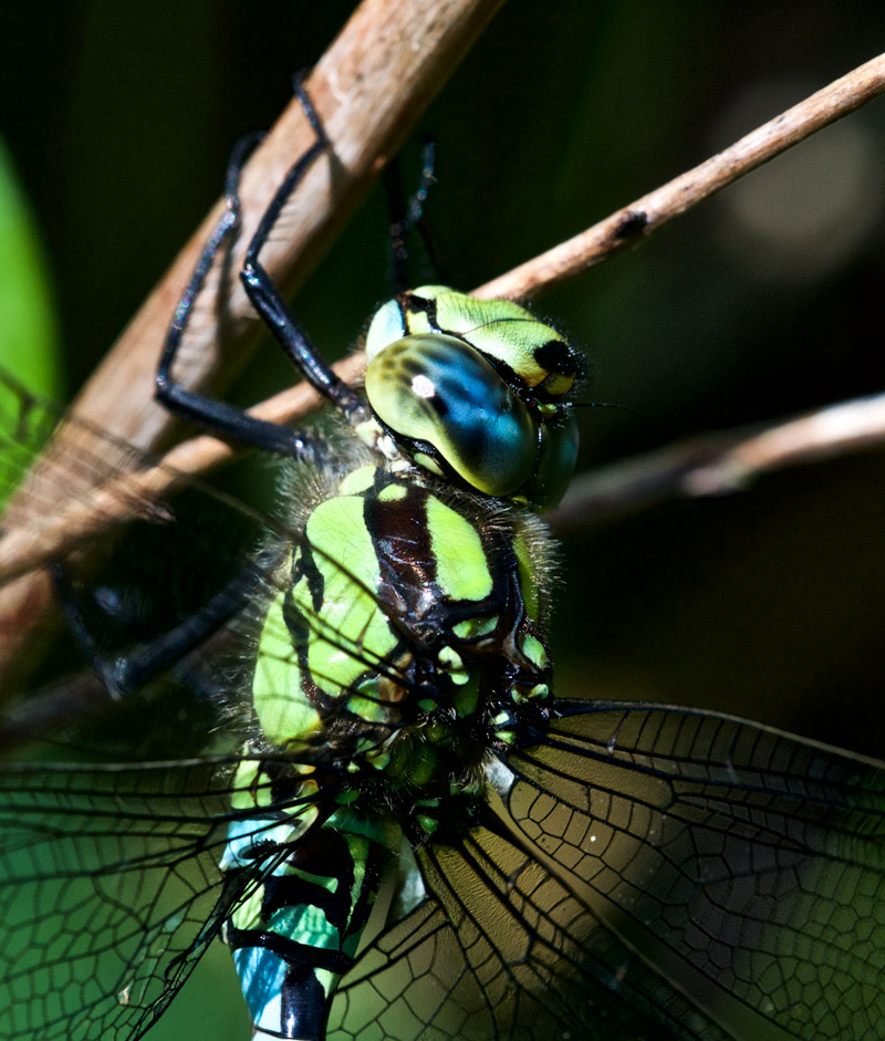 SouthernHawker1407163