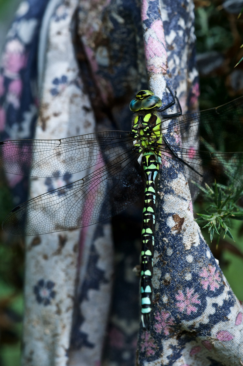 SouthernHawker2207161