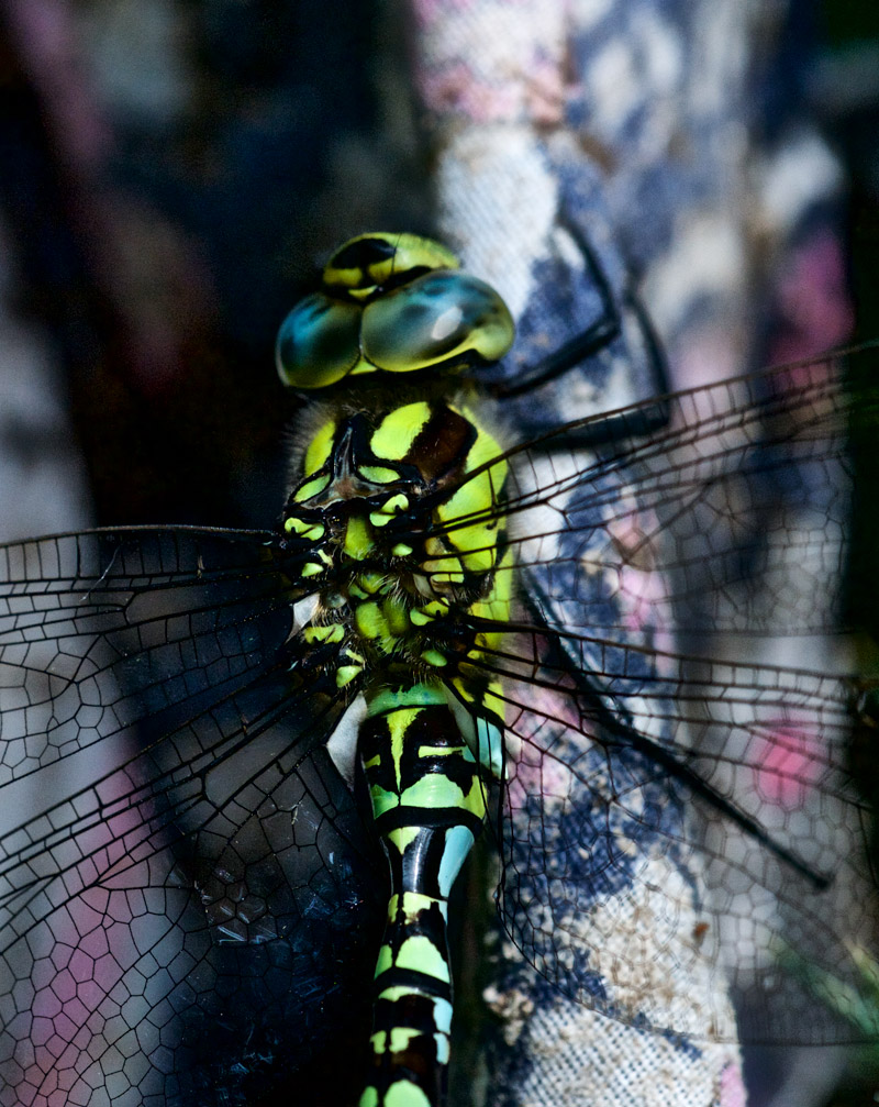 SouthernHawker2207162