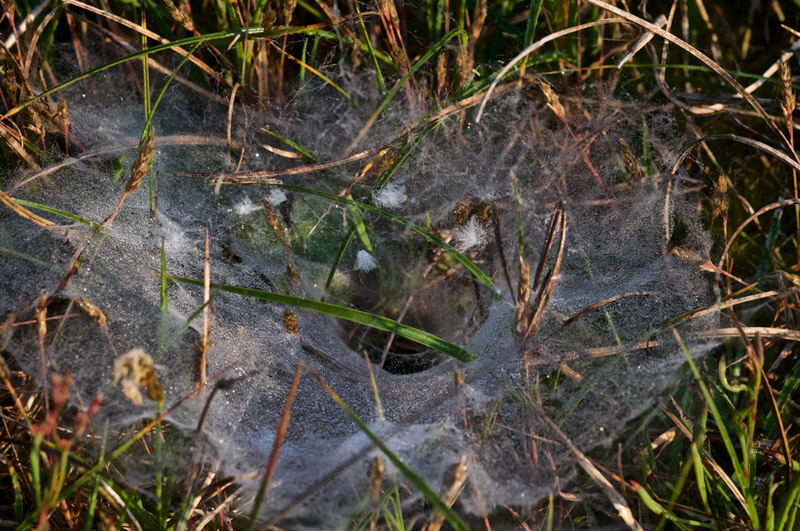 spider0706161