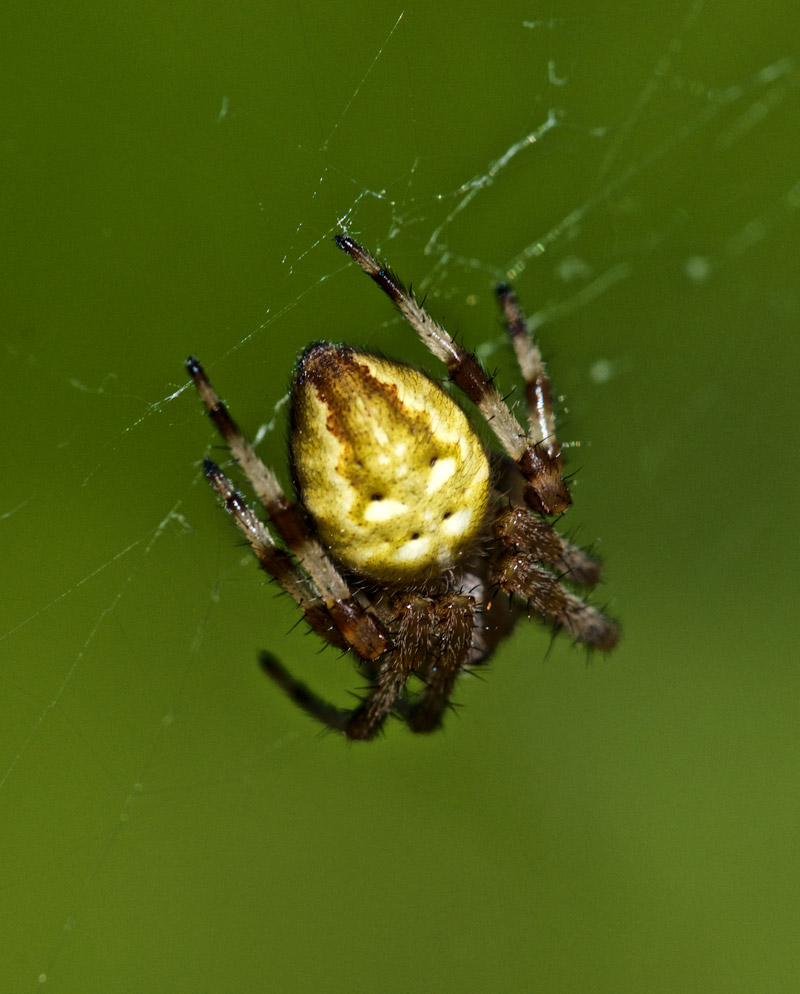 Spider1208161