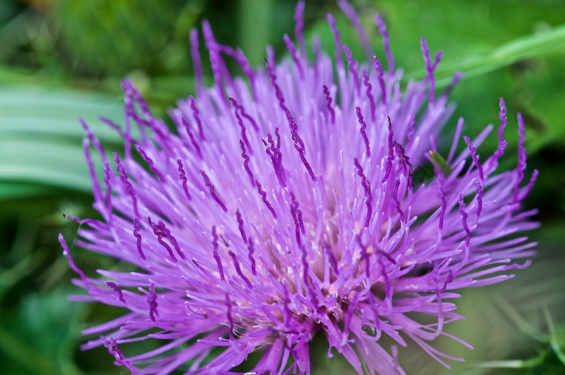 StemlessThistle2407161