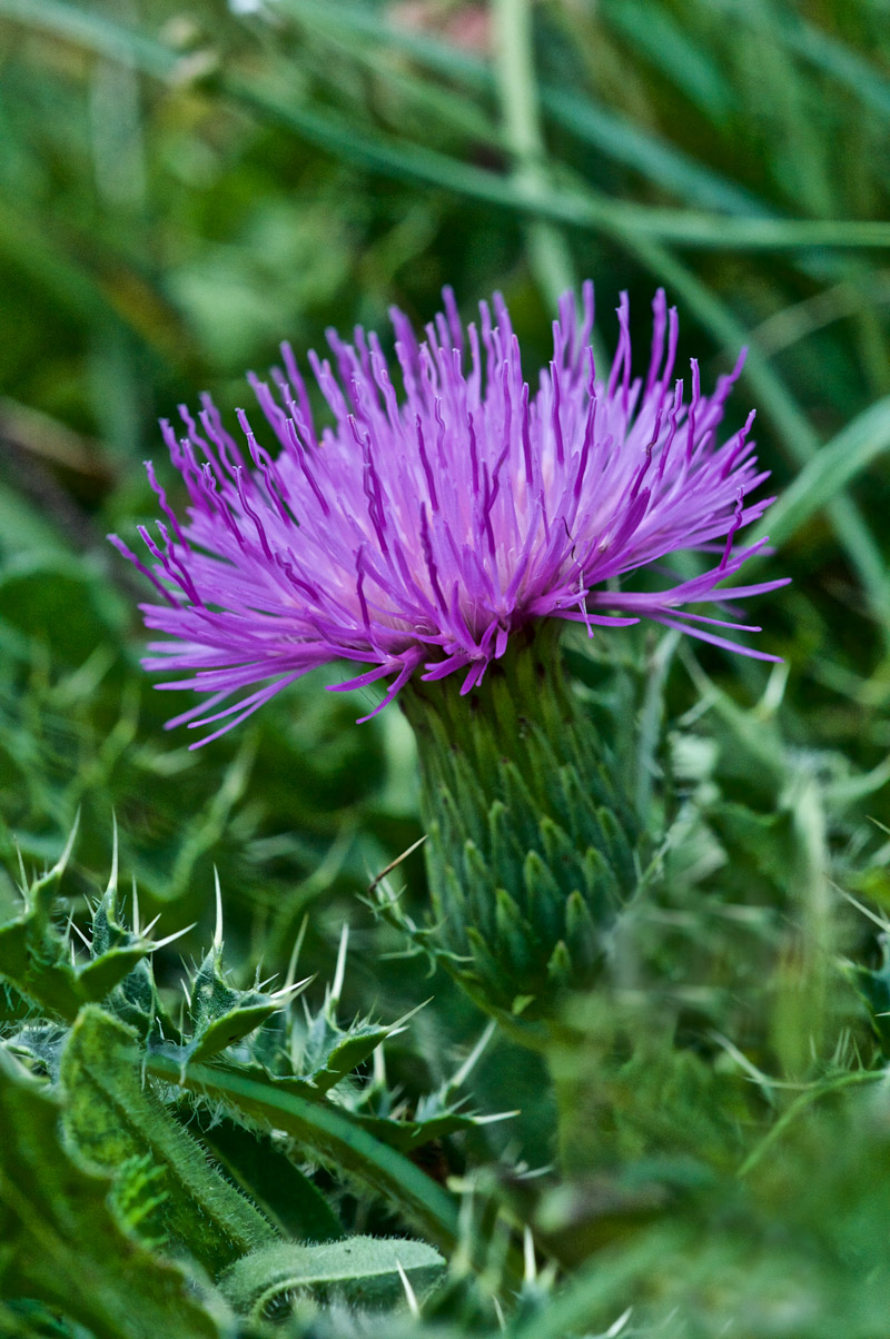 StemlessThistle2407163