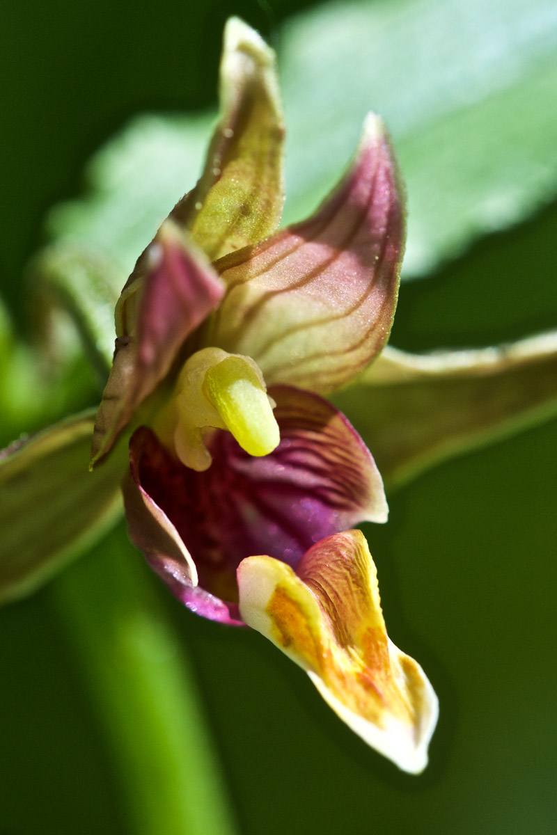 StreamOrchid0207161