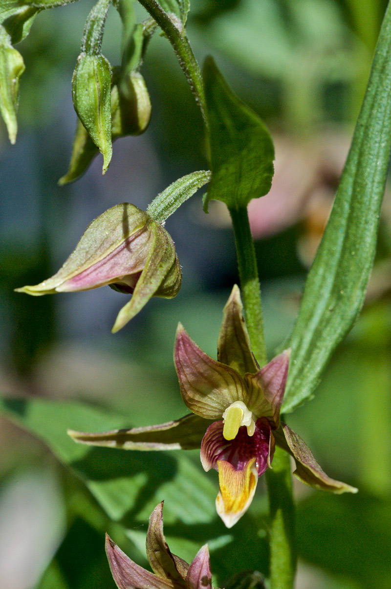 StreamOrchid0207162