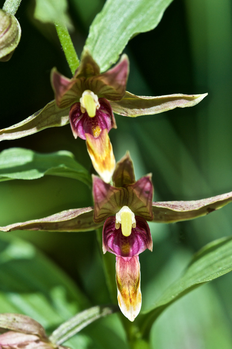 StreamOrchid0207163