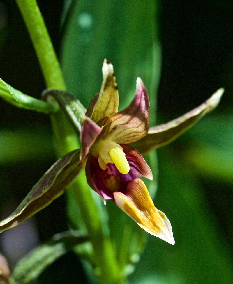 StreamOrchid0207164