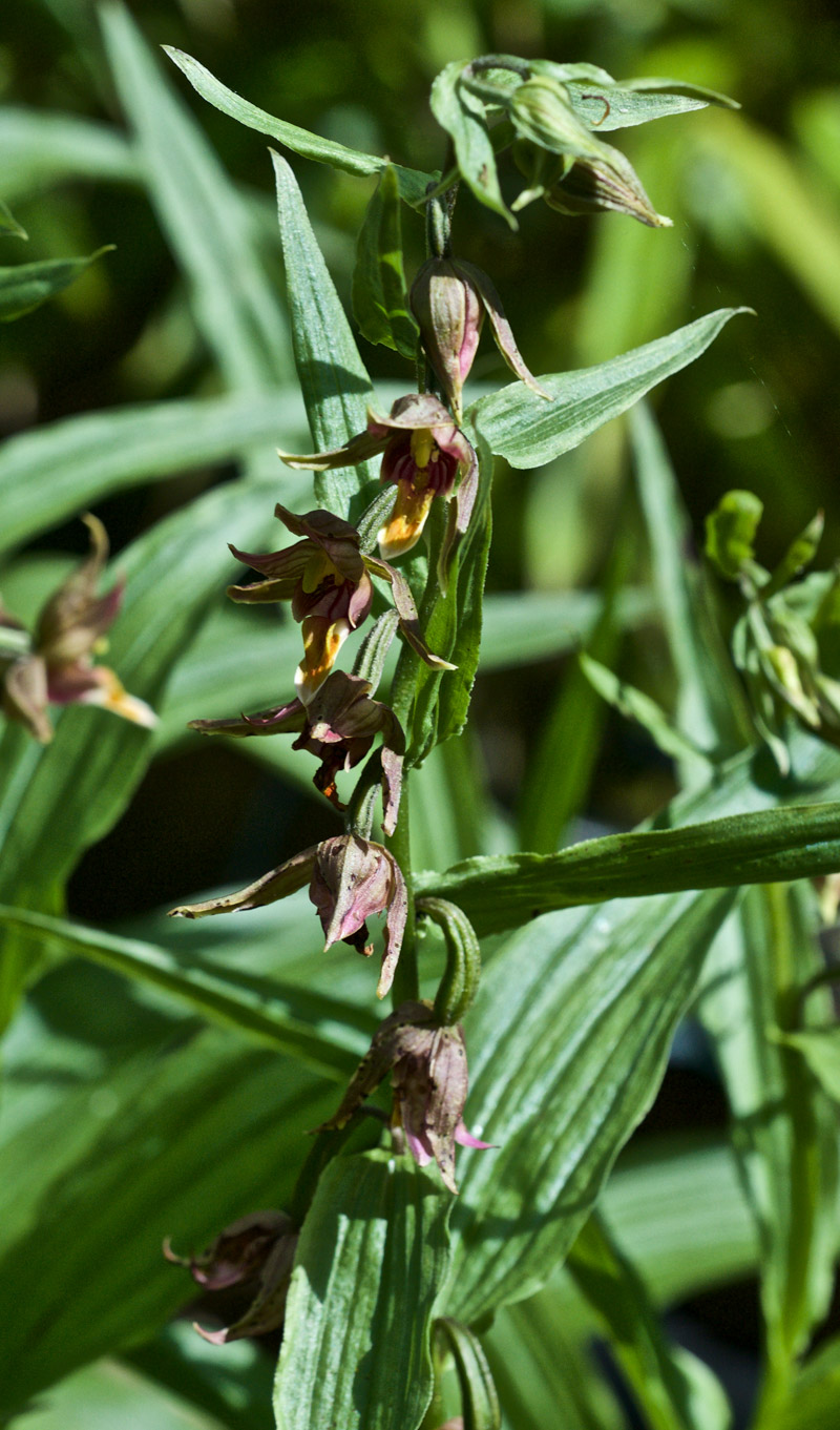 StreamOrchid0207165