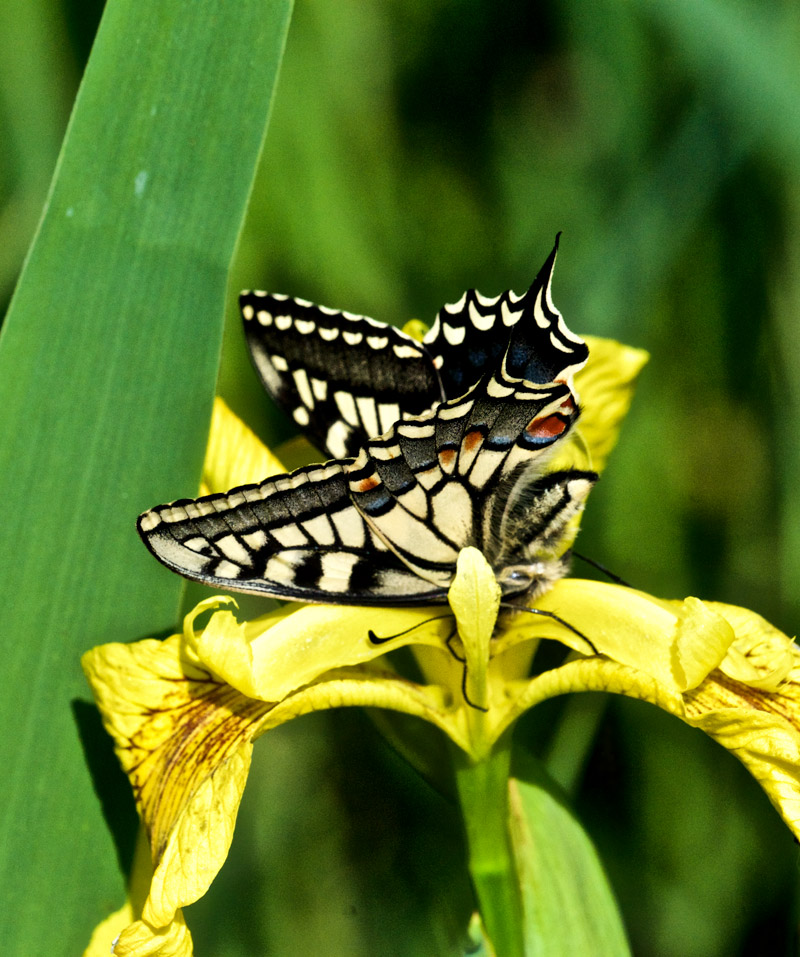 swallowtail0405167