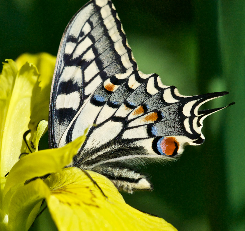 swallowtail0406161