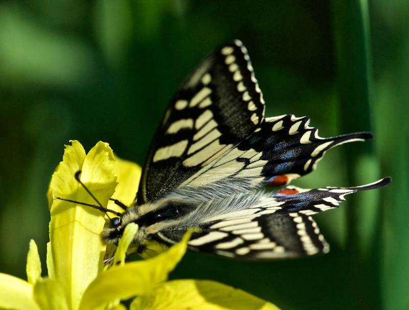 swallowtail0406162