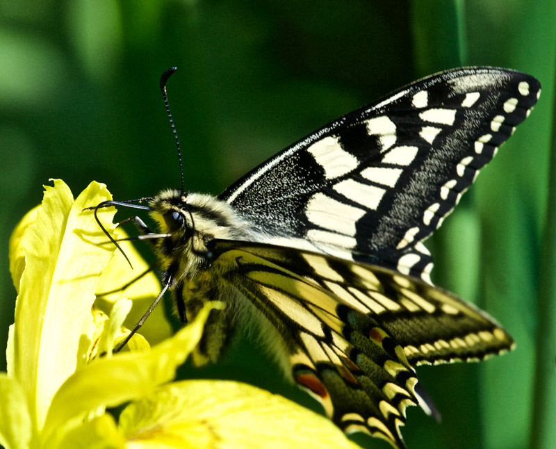 swallowtail0406163