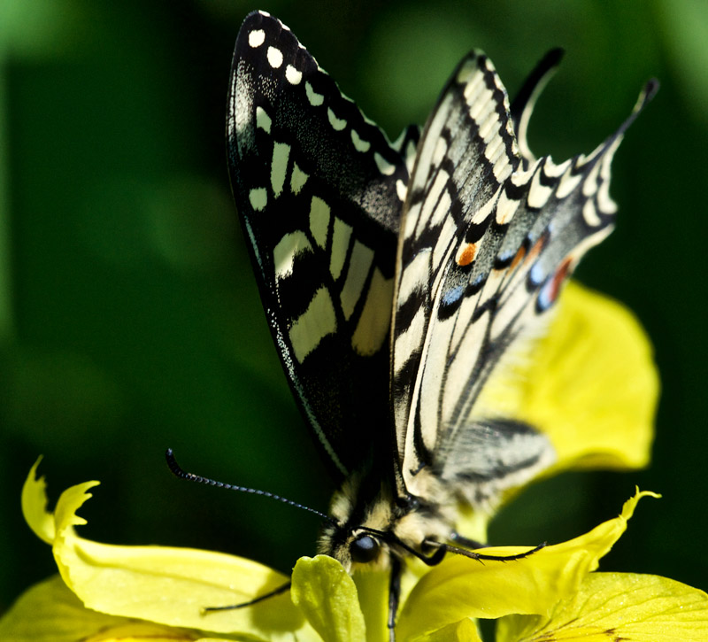 swallowtail0406164