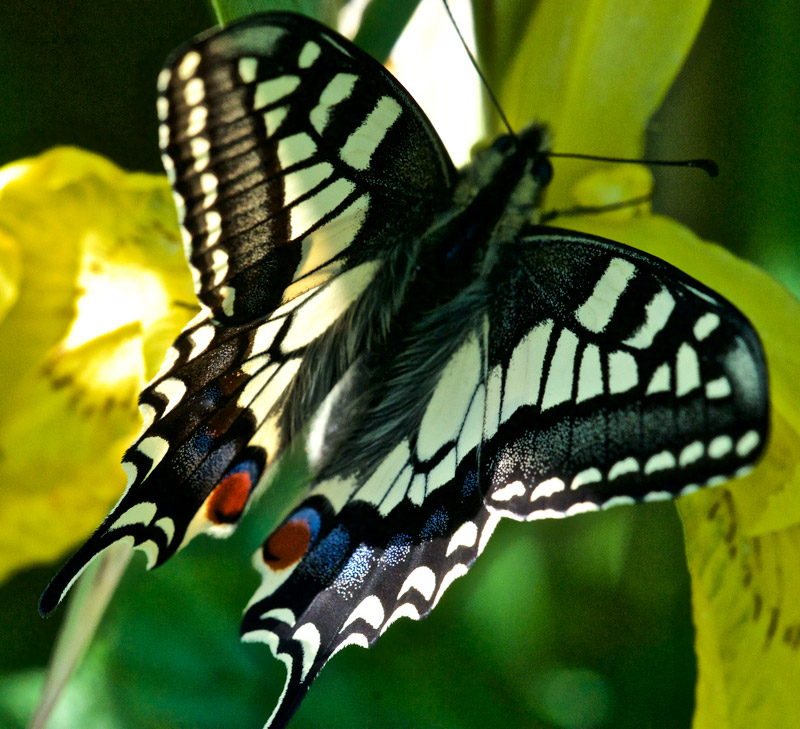 swallowtail0406165