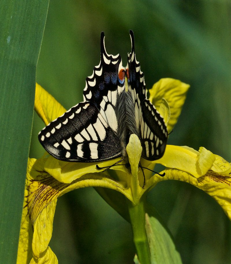 swallowtail0406166